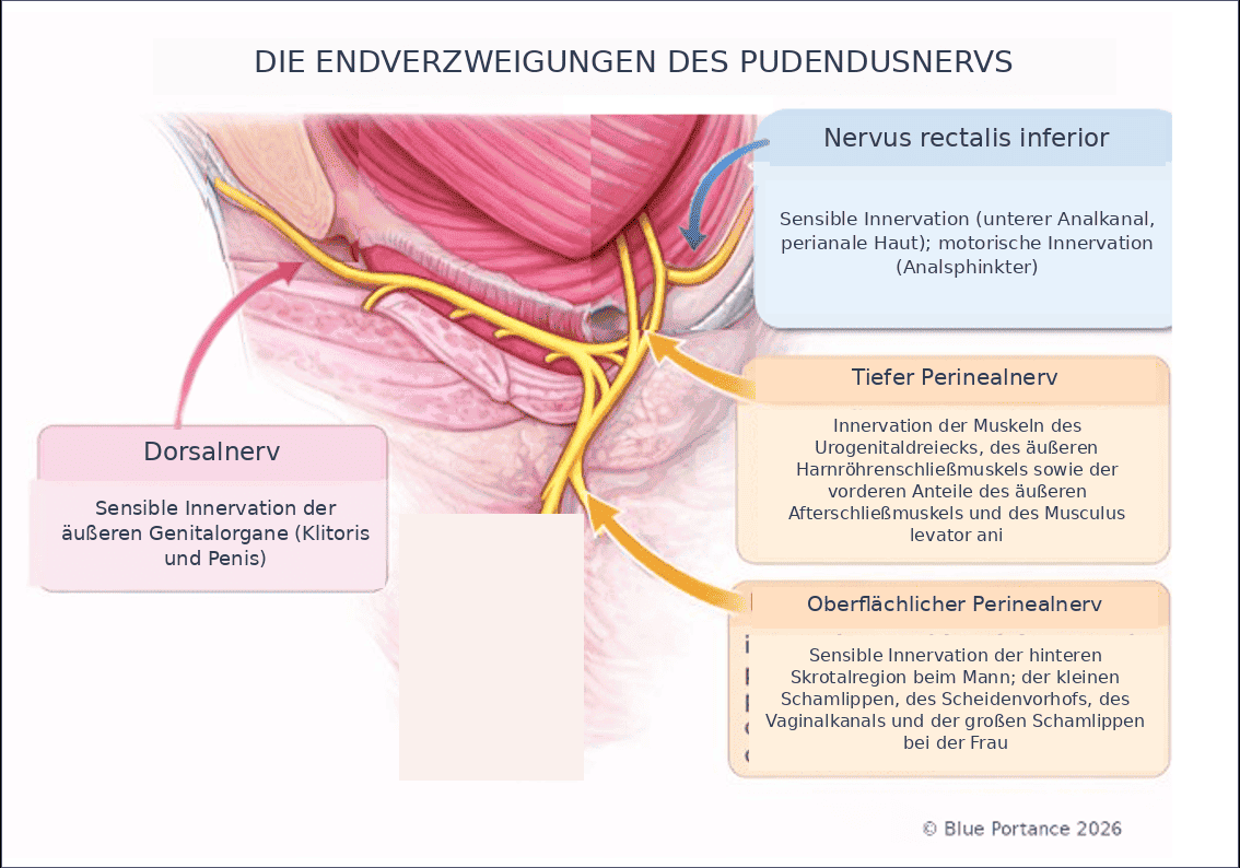 Terminaler Dreizack des Pudendusnervs mit seinen drei Ästen: rektal, perineal und dorsal.