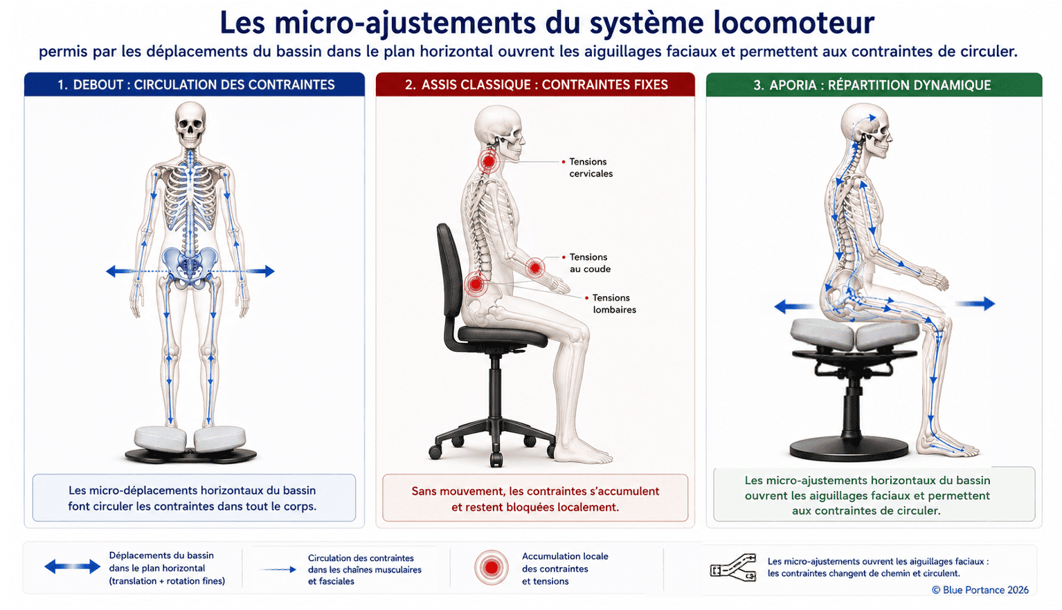 Mal de dos en position assise : micro-ajustements du bassin, circulation des contraintes et aiguillages fascials