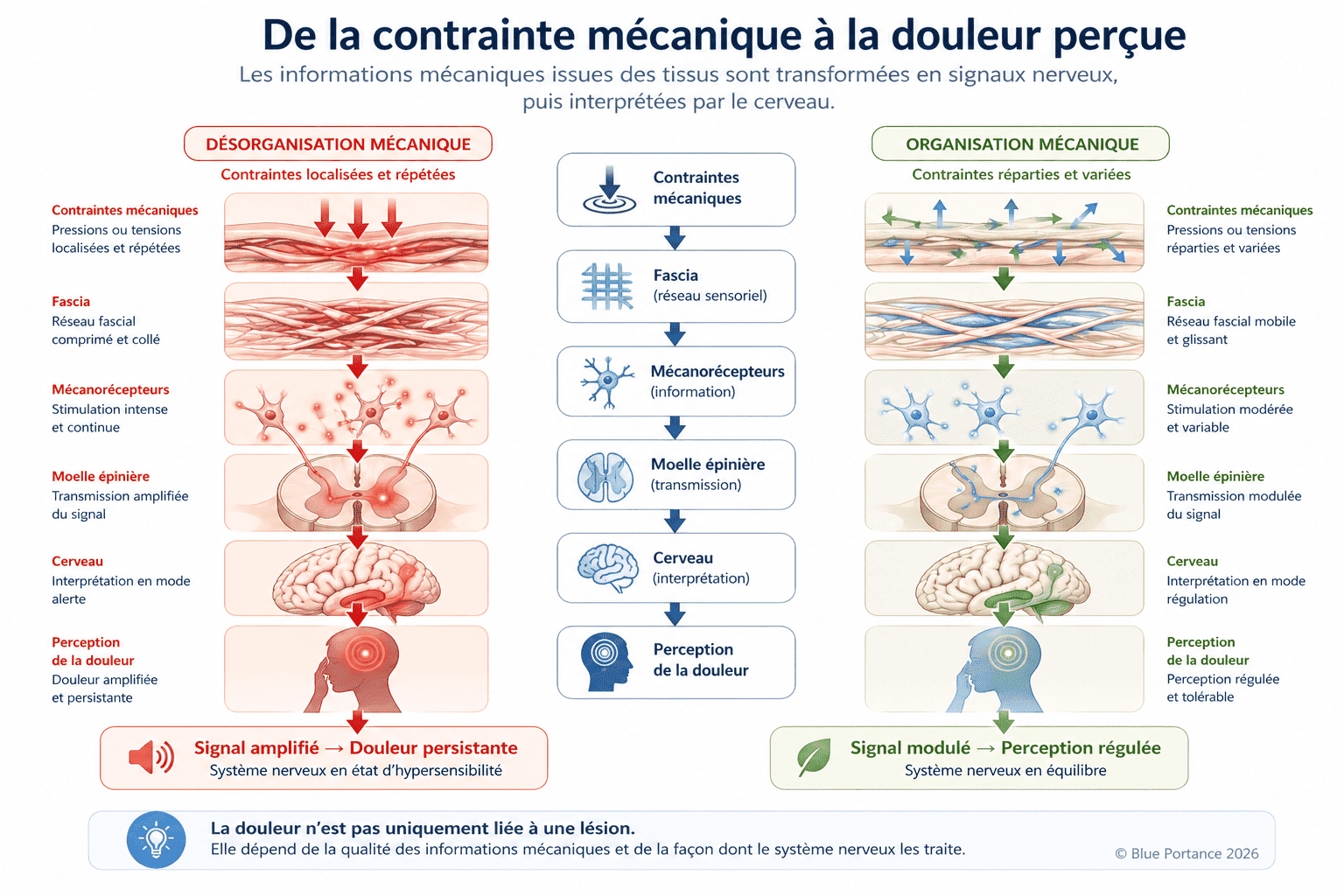 Schéma du passage des contraintes mécaniques à la perception de la douleur, illustrant le rôle des tissus, des fascias et du système nerveux dans la transformation du signal