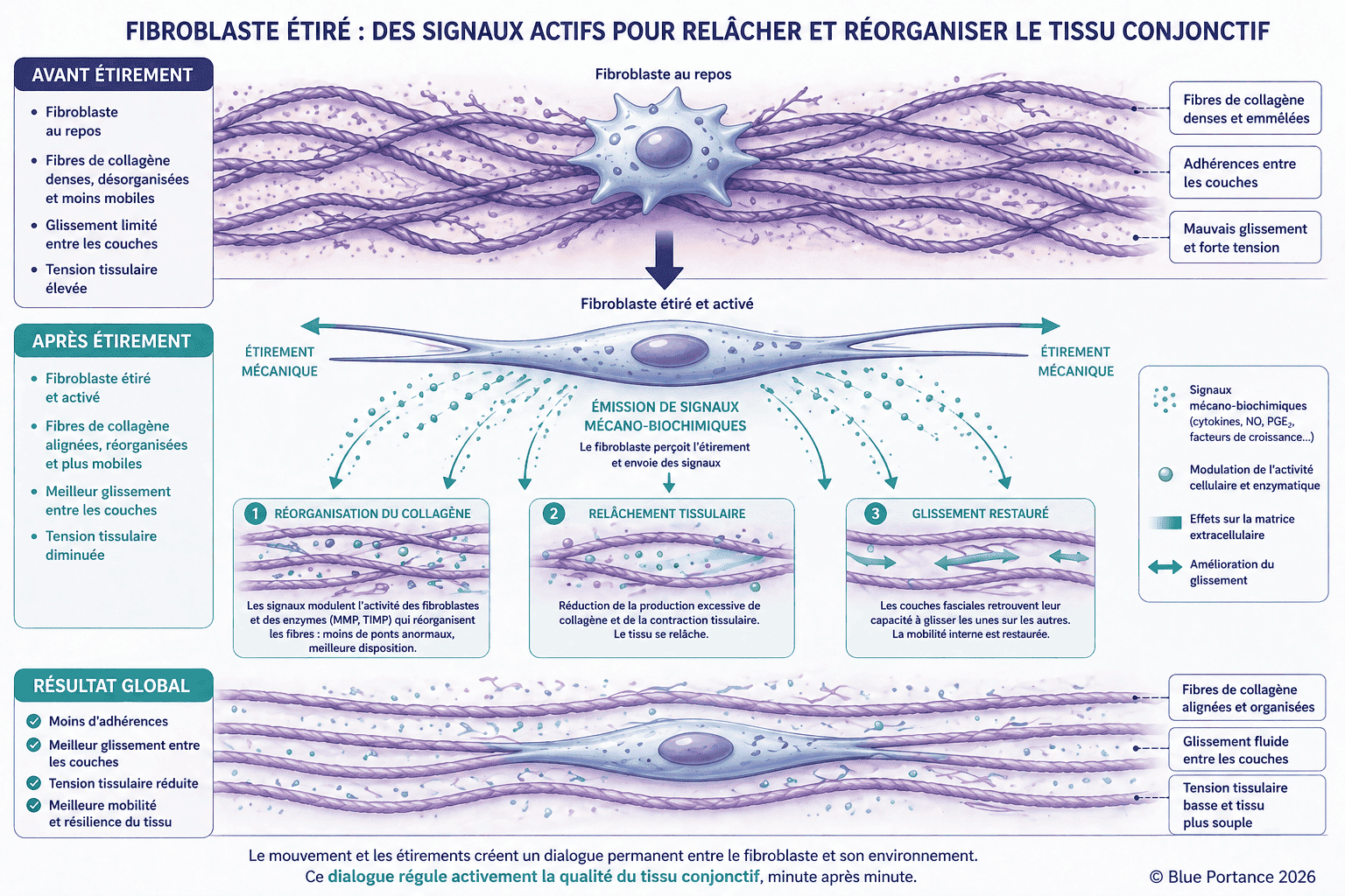 Mécanisme du fibroblaste étiré en 3 phases : fibroblaste au repos avec fibres de collagène denses et désorganisées, glissement limité ; étirement mécanique activant le fibroblaste et déclenchant l'émission de signaux mécano-biochimiques (cytokines, NO, PGE2, facteurs de croissance) ; 3 effets produits : réorganisation du collagène, relâchement tissulaire et restauration du glissement entre les couches fasciales. Résultat global : moins d'adhérences, tension tissulaire réduite, meilleure mobilité et résilience.