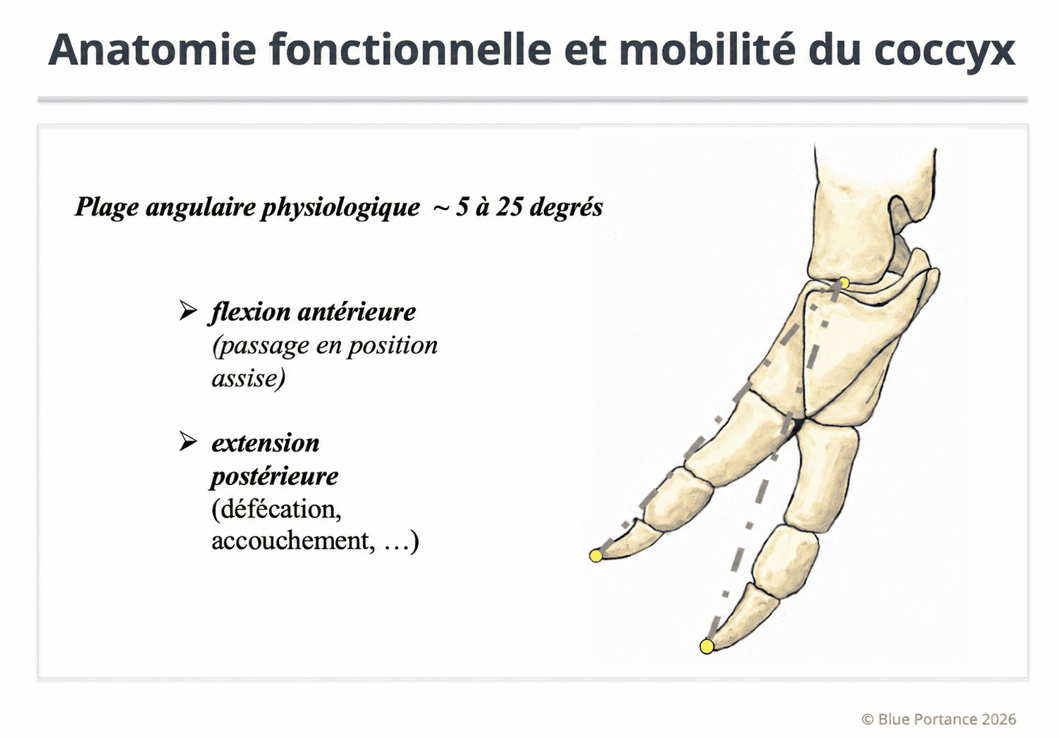 Schéma : mobilité physiologique du coccyx (flexion/extension) et adaptation à la position assise.