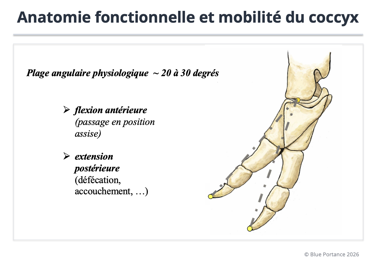 Schéma : mobilité physiologique du coccyx (flexion/extension) et adaptation à la position assise.