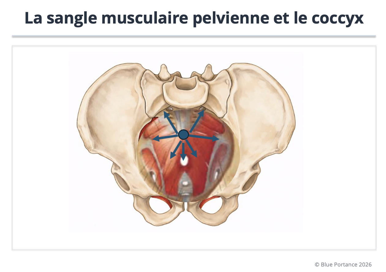 Schéma : coccyx au centre de la sangle pelvienne, soumis à des tensions multidirectionnelles du plancher pelvien.