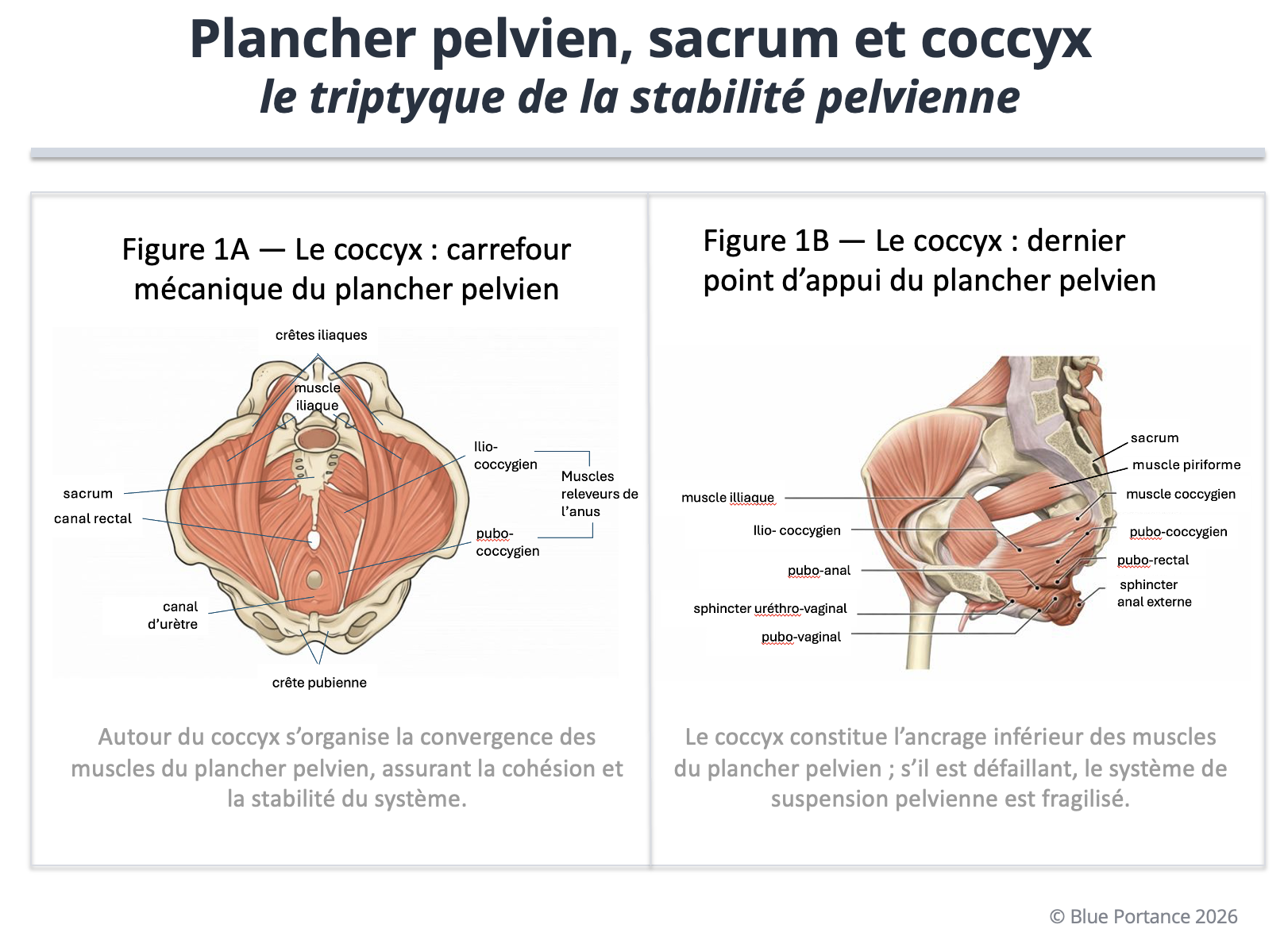 Le coccyx comme point de convergence et de soutien du plancher pelvien : le coccyx soutient la sangle pelvienne, assure cohésion et stabilité, et constitue un ancrage inférieur stratégique.