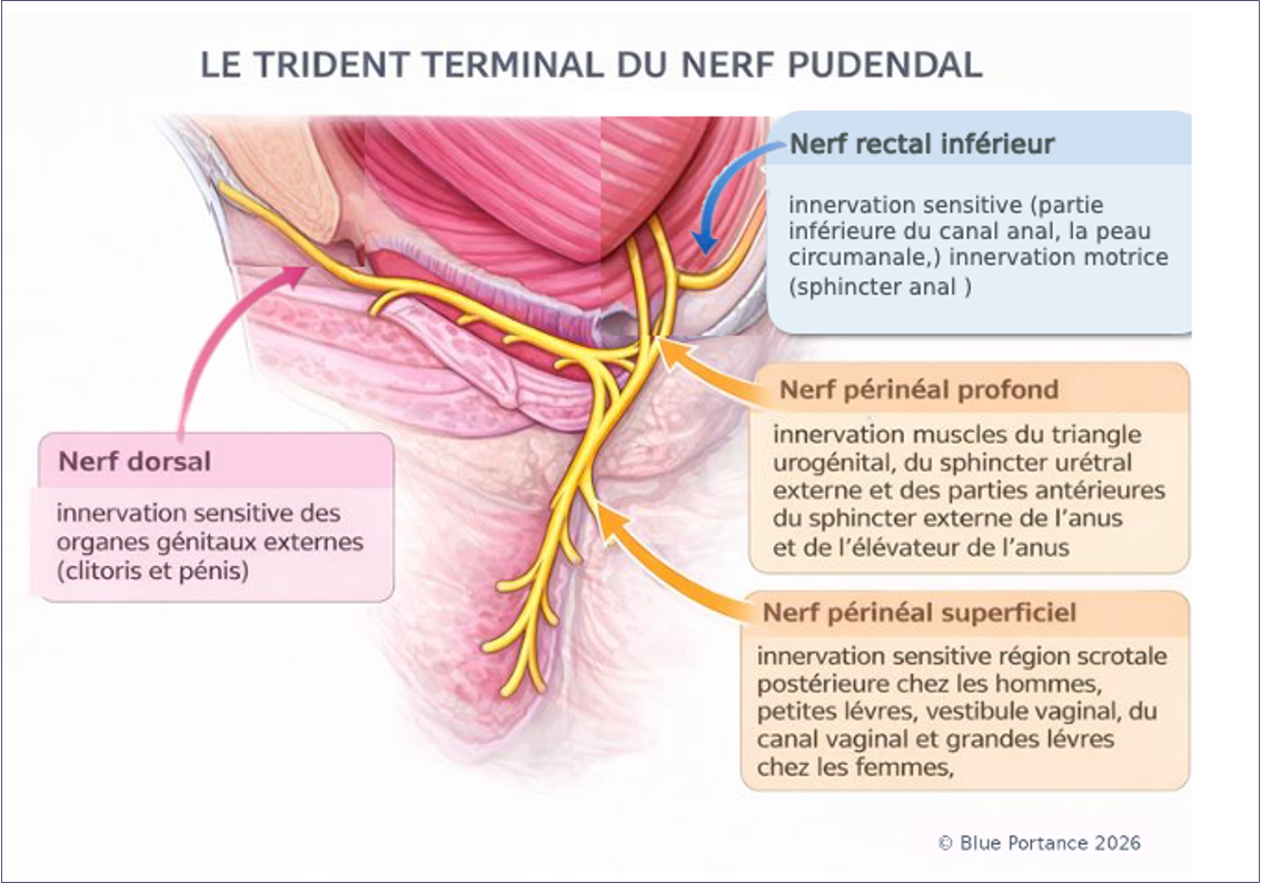 Trident terminal du nerf pudendal montrant ses trois branches : rectale, périnéale et dorsale.