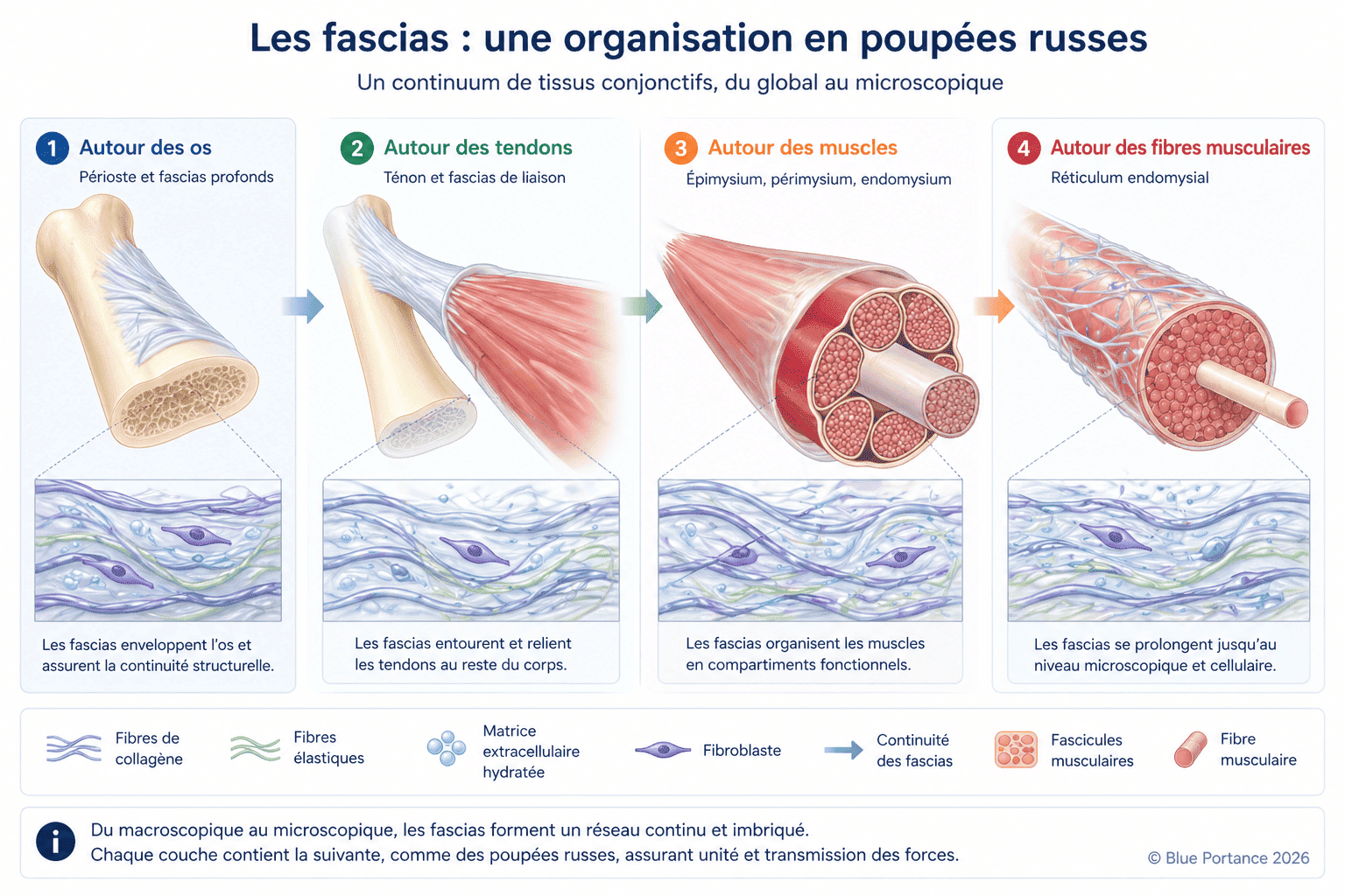 Schéma montrant l'organisation des fascias en couches emboîtées comme des poupées russes, illustrant le continuum anatomique