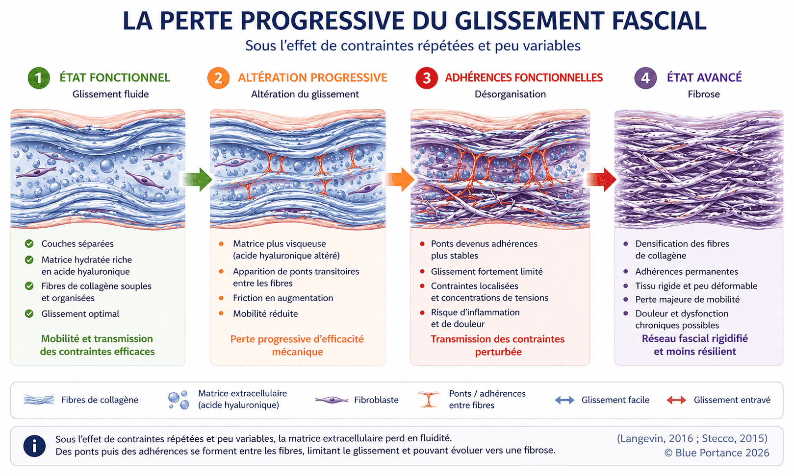 Perte progressive du glissement fascial