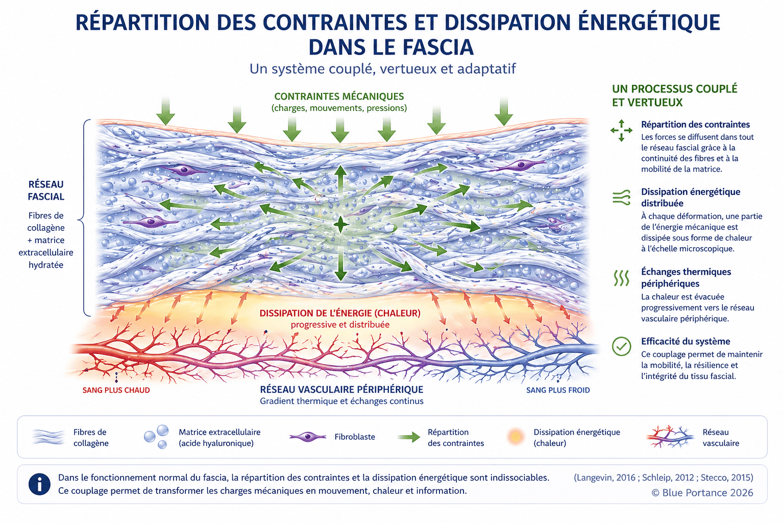 Répartition des contraintes et dissipation dans le fascia
