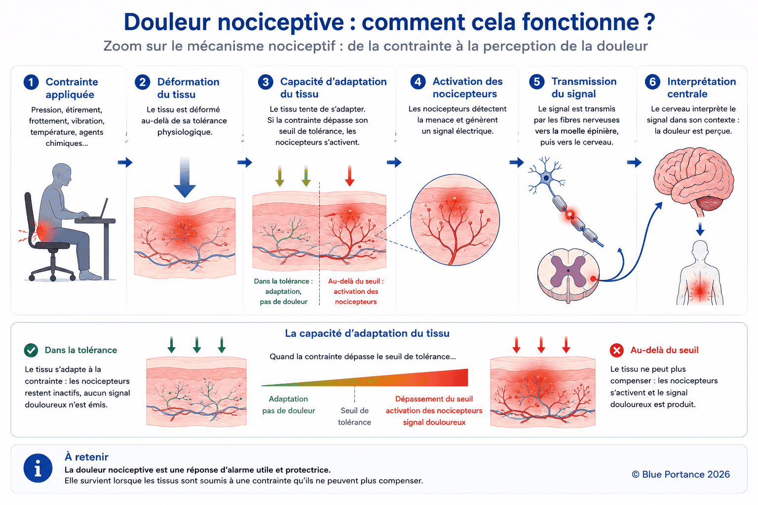 Schéma du mécanisme nociceptif, de la contrainte appliquée au tissu jusqu'à l'activation des nocicepteurs, la transmission nerveuse et la perception de la douleur.