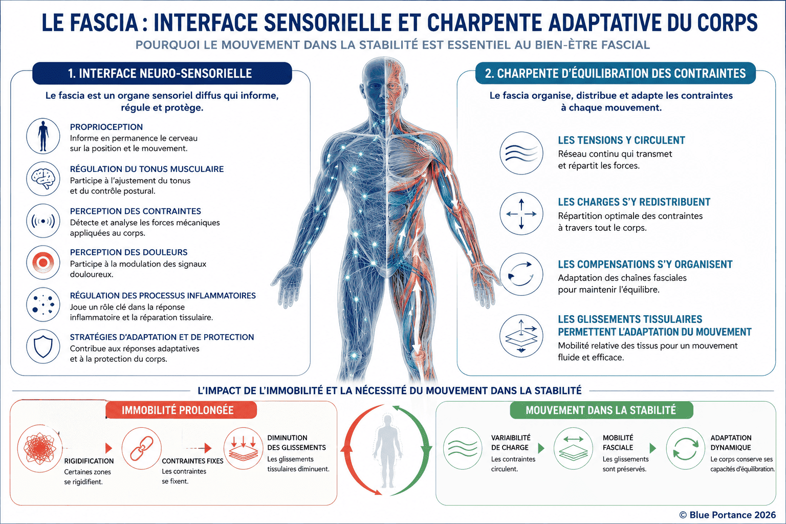 Le fascia comme interface neuro-sensorielle et charpente d'équilibration des contraintes : à gauche, les 6 fonctions sensorielles (proprioception, tonus musculaire, perception des contraintes et des douleurs, régulation inflammatoire, adaptation et protection) ; au centre, le corps en coupe anatomique illustrant le réseau fascial ; à droite, les 4 fonctions mécaniques (circulation des tensions, redistribution des charges, organisation des compensations, glissements tissulaires). Le panneau inférieur oppose immobilité prolongée (rigidification, contraintes fixes, diminution des glissements) et mouvement dans la stabilité (variabilité de charge, mobilité fasciale, adaptation dynamique). Sources : Stecco 2015, Langevin 2021, Schleip 2012. © Blue Portance 2026
