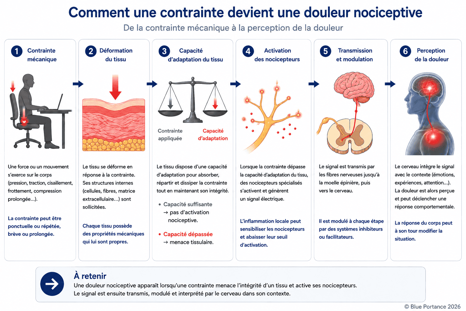 Schéma expliquant comment une contrainte mécanique peut dépasser la capacité d'adaptation d'un tissu, activer les nocicepteurs puis conduire à la perception d'une douleur nociceptive.