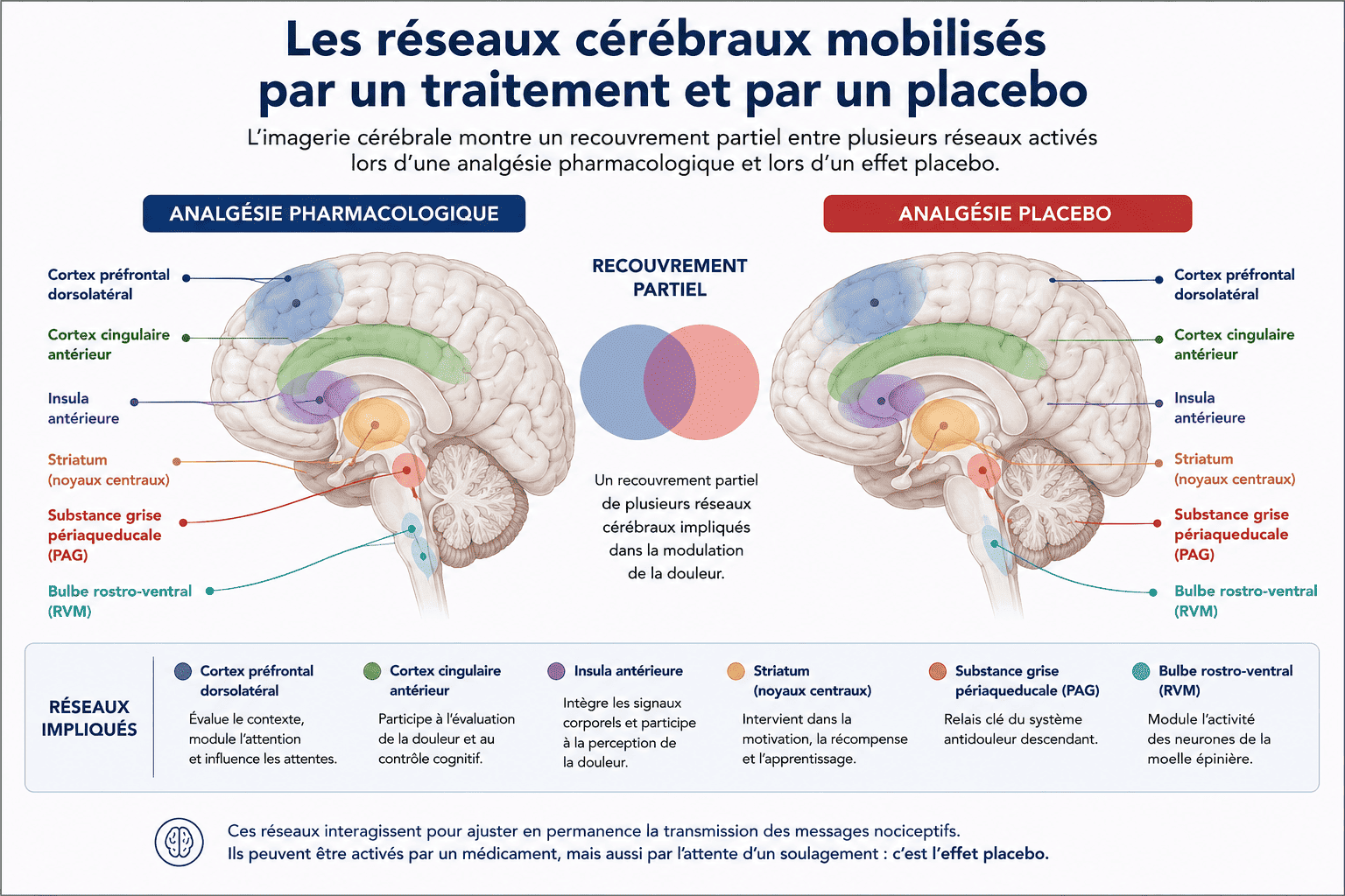Schéma montrant le recouvrement partiel entre les systèmes cérébraux mobilisés par un placebo et ceux mobilisés lors de certaines formes d'analgésie, notamment opioïde.