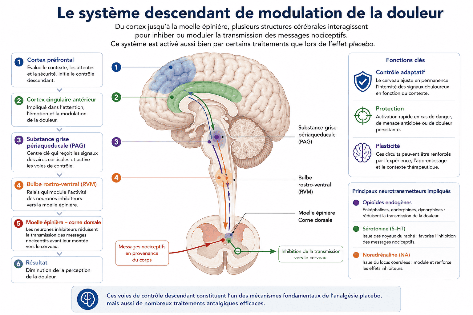 Schéma du système descendant de modulation reliant le cortex préfrontal, le cortex cingulaire antérieur, la substance grise périaqueducale, le bulbe rostroventromédian et la moelle épinière.