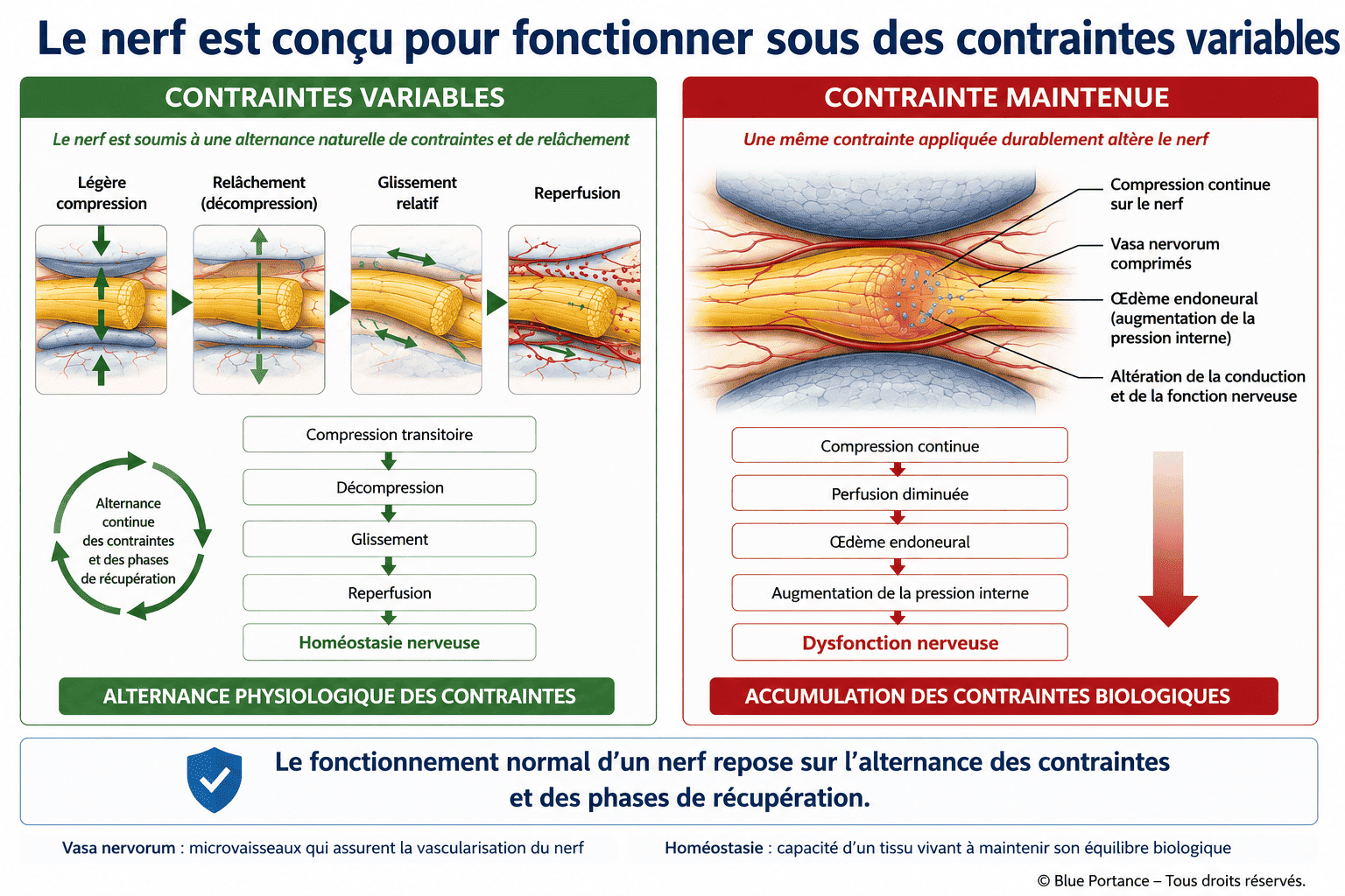 Schéma comparant le fonctionnement physiologique d'un nerf soumis à une alternance de contraintes mécaniques et de phases de récupération avec celui d'un nerf exposé à une compression continue conduisant à une altération progressive de sa fonction.