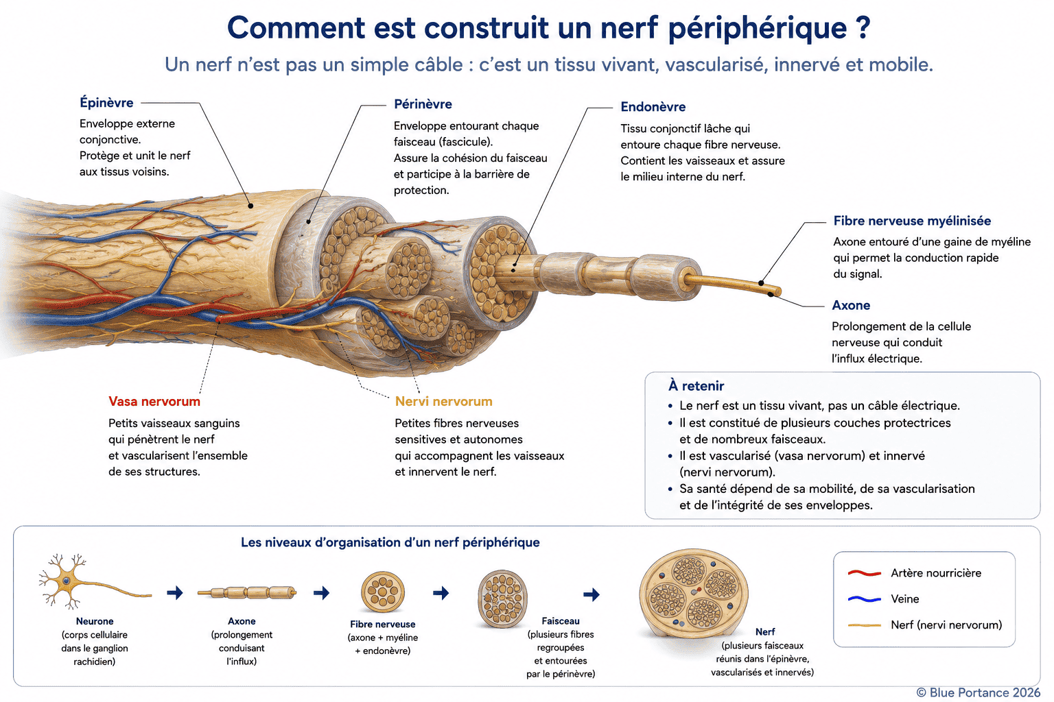 Schéma anatomique montrant l'organisation d'un nerf périphérique avec l'épinèvre, le périnèvre, l'endonèvre, les fascicules, les vasa nervorum et les nervi nervorum.