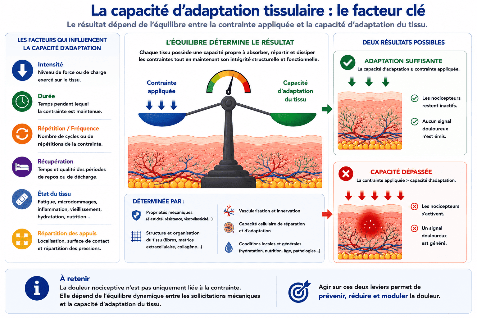 Schéma illustrant l'équilibre entre les contraintes mécaniques et la capacité d'adaptation d'un tissu, montrant le seuil au-delà duquel les nocicepteurs peuvent être activés.