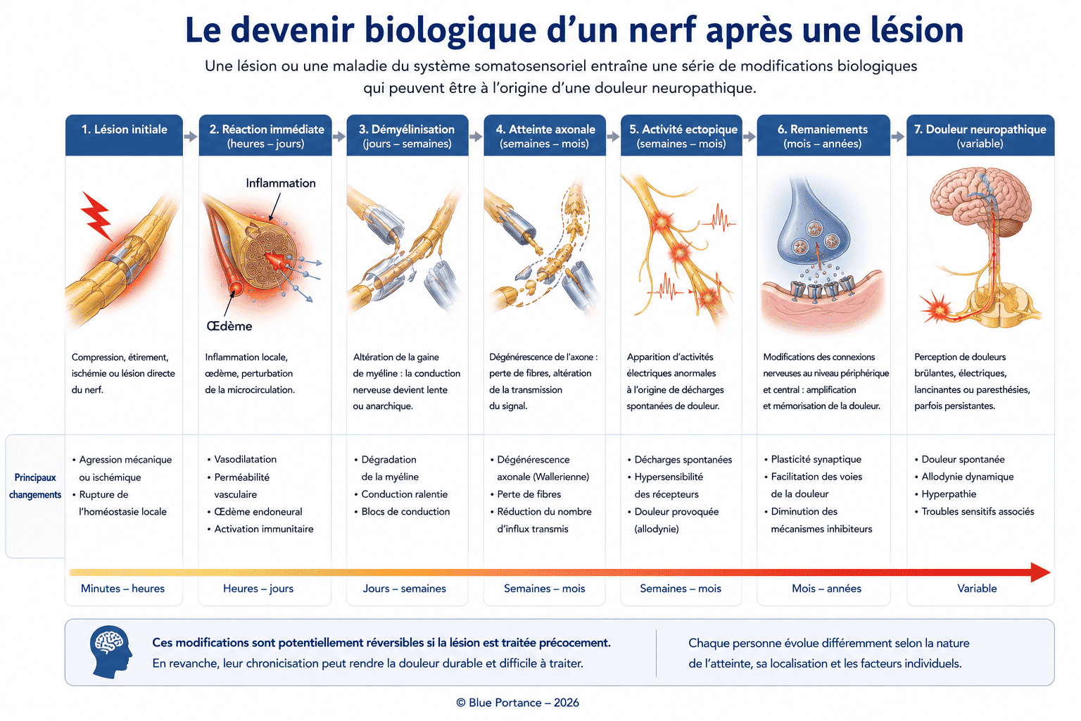 Schéma montrant les différentes étapes biologiques après une lésion nerveuse.