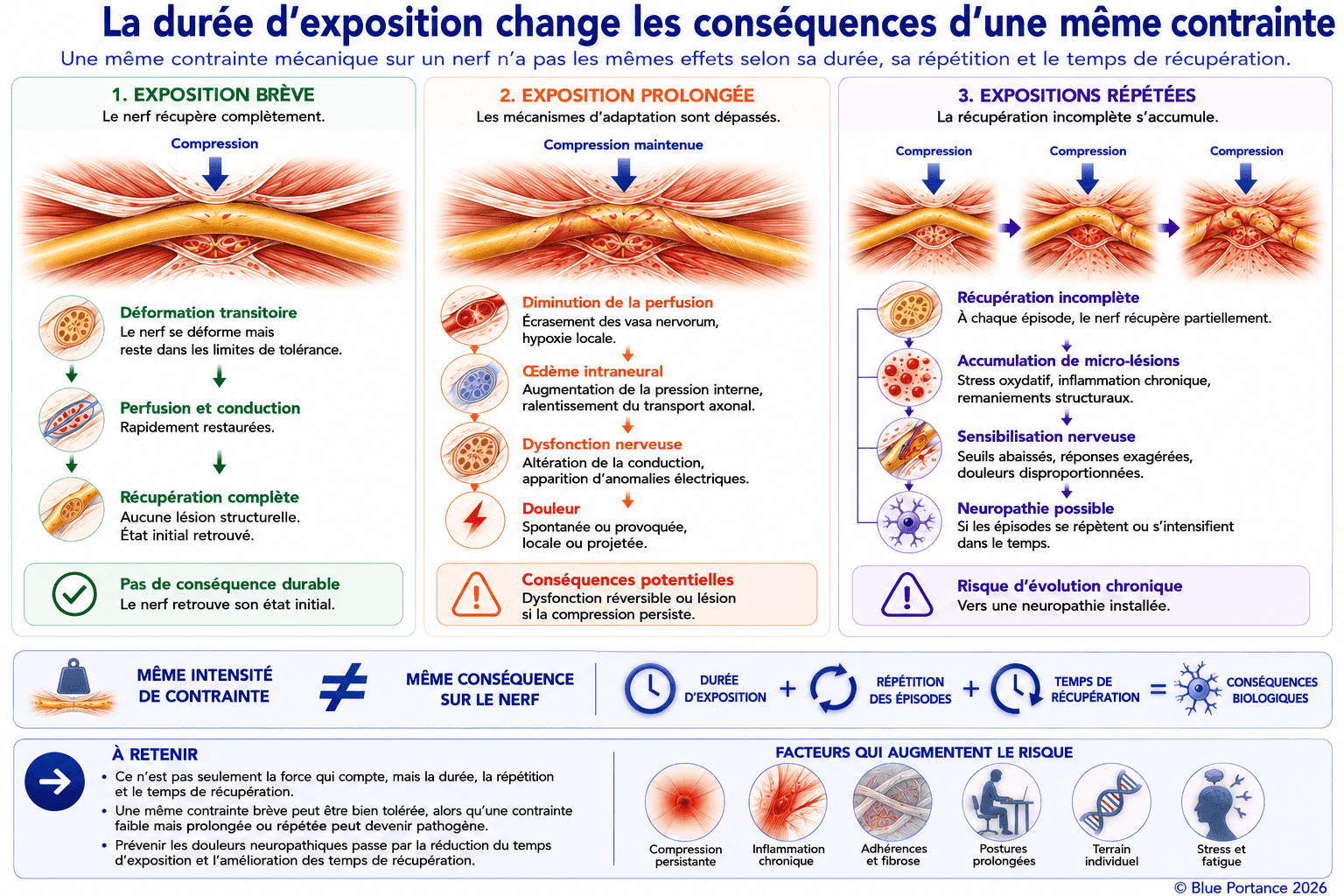 Schéma comparant les effets d'une compression nerveuse brève, prolongée ou répétée sur la biologie du nerf.