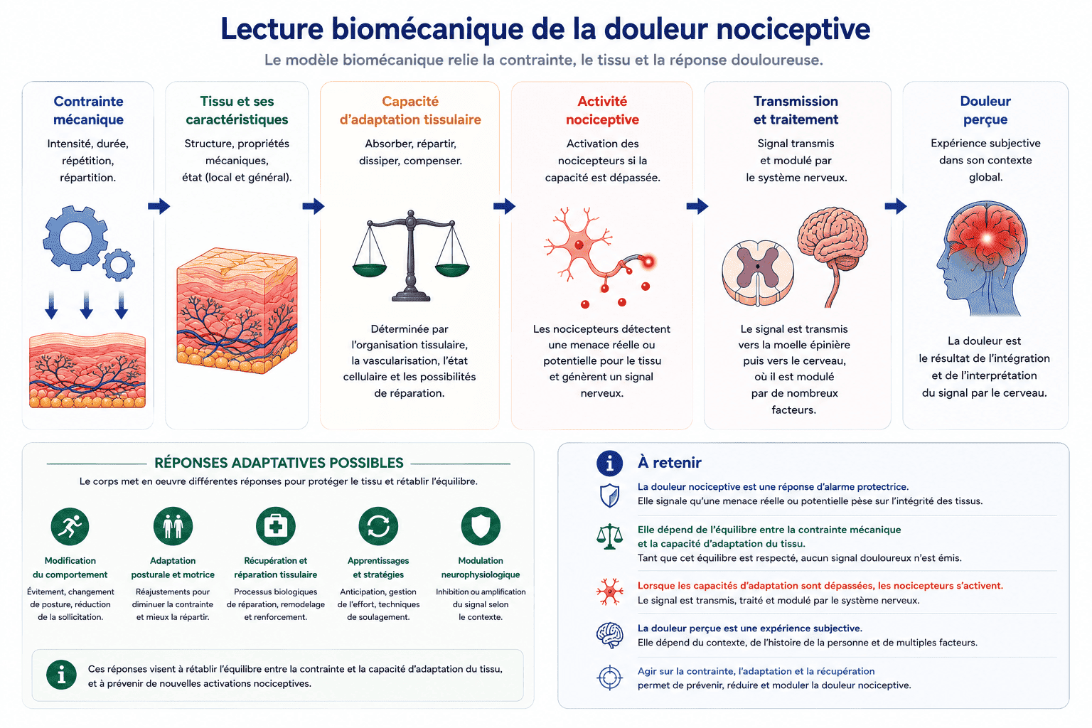 Schéma présentant la lecture biomécanique Blue Portance reliant la contrainte, le tissu, la capacité d'adaptation, l'activité nociceptive, la transmission nerveuse et la douleur.