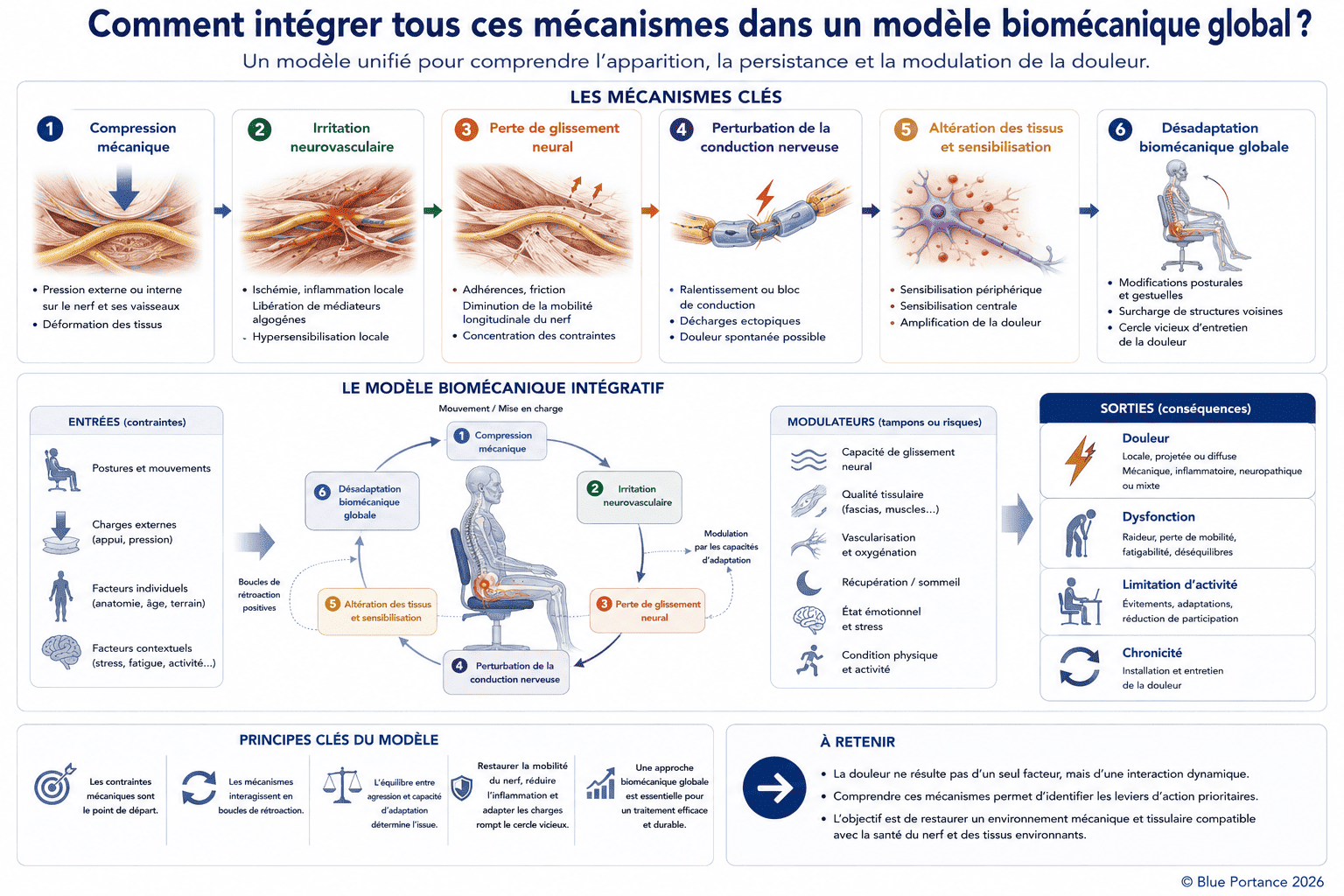 Schéma intégratif présentant le modèle biomécanique de Blue Portance reliant les contraintes mécaniques, les mécanismes biologiques, les modulateurs et les conséquences cliniques.