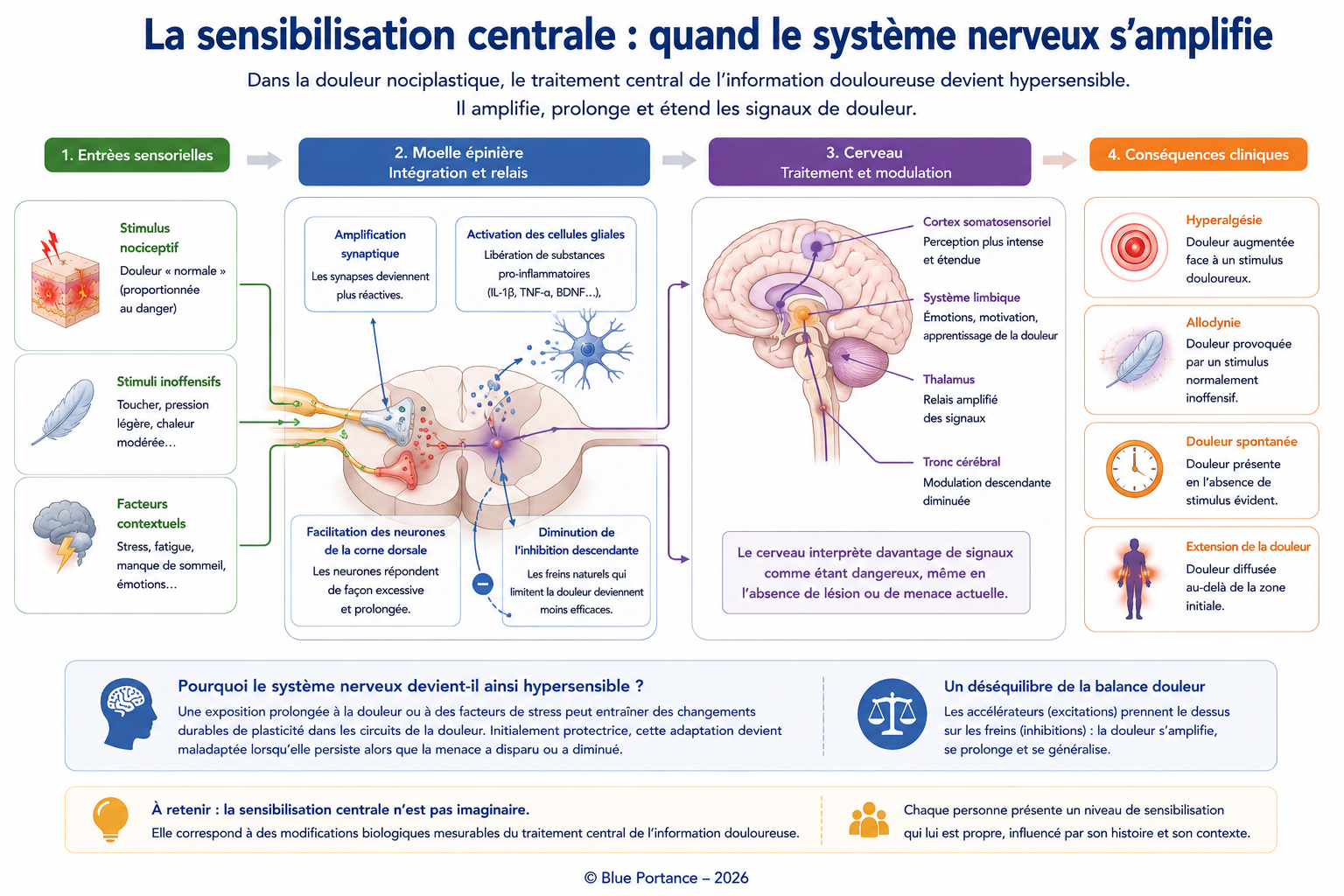 Schéma expliquant les mécanismes biologiques de la sensibilisation centrale dans la douleur nociplastique.