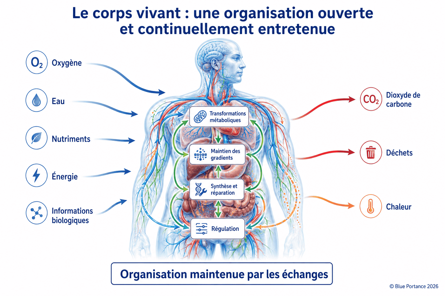Le corps comme système ouvert : entrées, transformations internes, régulation et sorties.