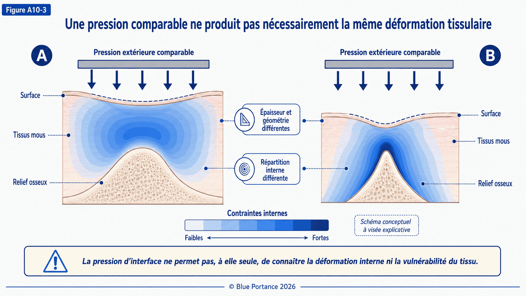 Deux coupes tissulaires soumises à une pression comparable mais présentant des déformations internes différentes.