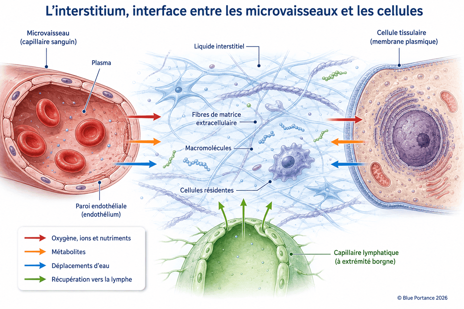 Microvaisseau, interstitium, cellule tissulaire et capillaire lymphatique reliés par des échanges d'eau et de solutés.