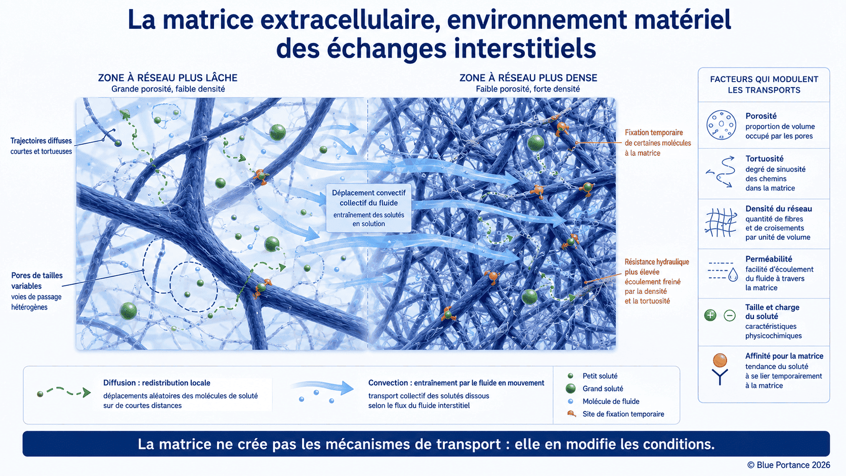 Déplacements de fluide et de solutés dans un réseau matriciel poreux et tortueux.