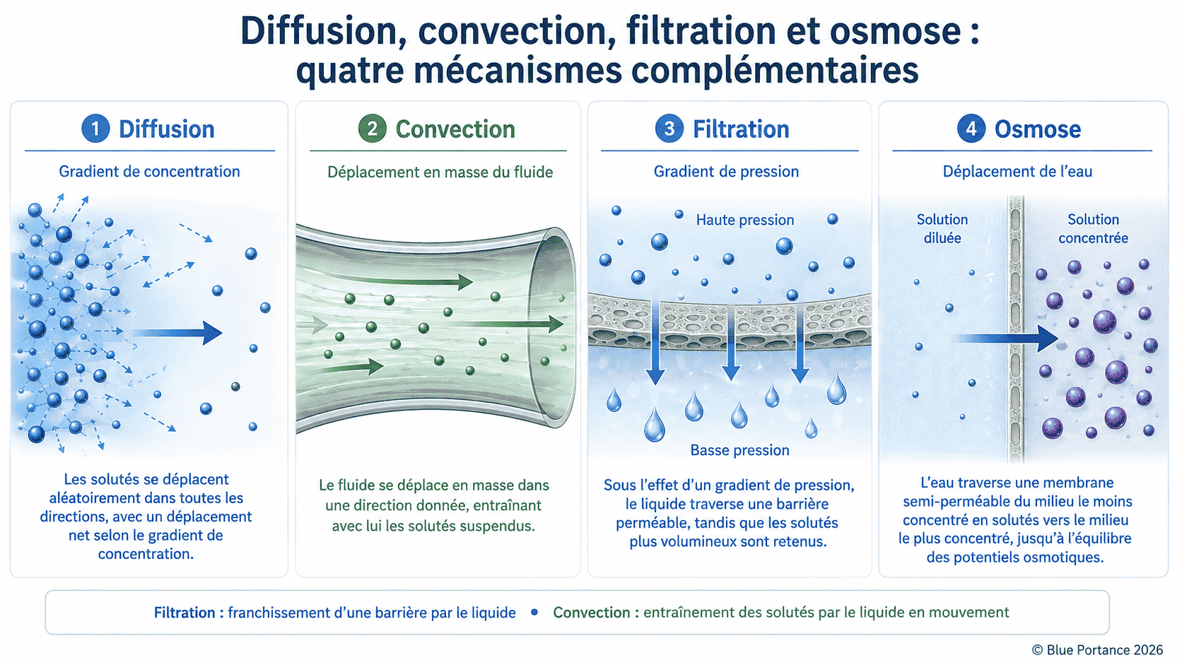 Comparaison de la diffusion, de la convection, de la filtration et de l'osmose.