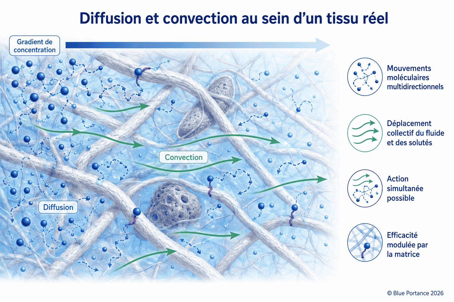 Diffusion multidirectionnelle et convection collective dans une matrice extracellulaire irrégulière.