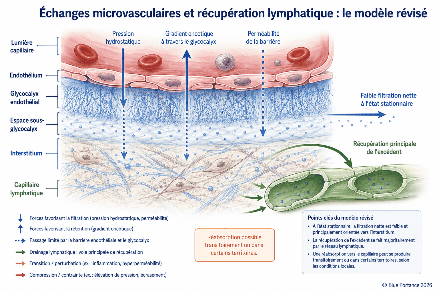 Modèle de Starling révisé avec glycocalyx endothélial, filtration nette et récupération lymphatique.