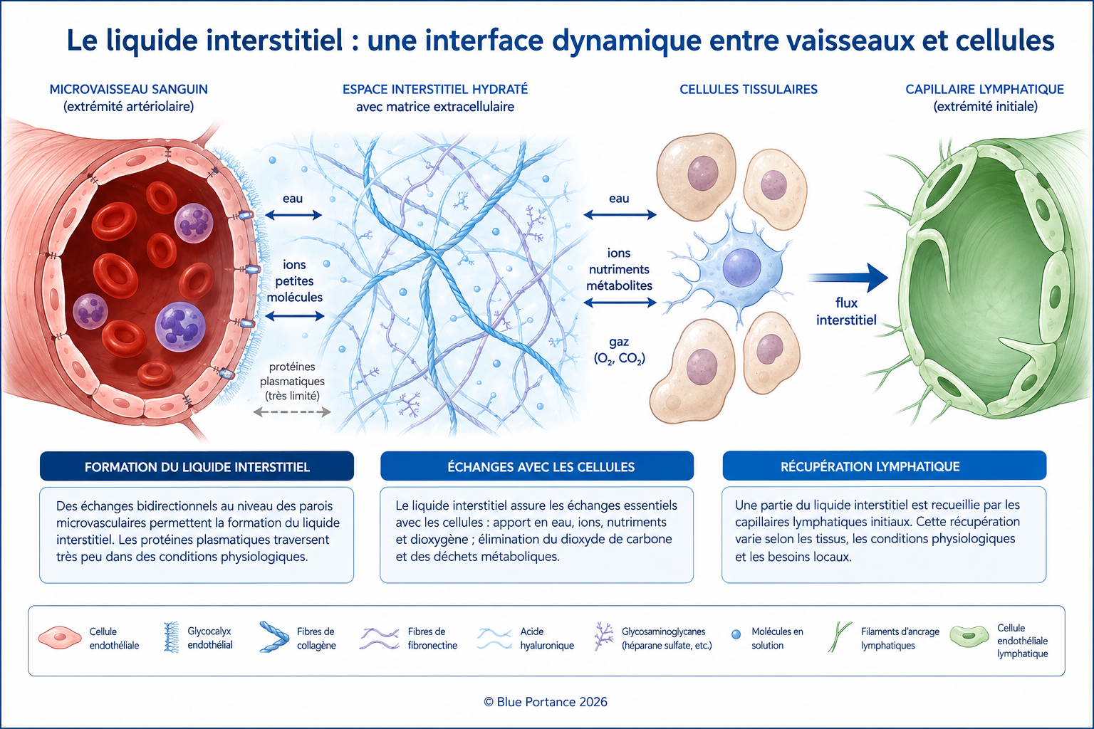 Renouvellement du liquide interstitiel entre microvaisseaux, cellules et capillaires lymphatiques.