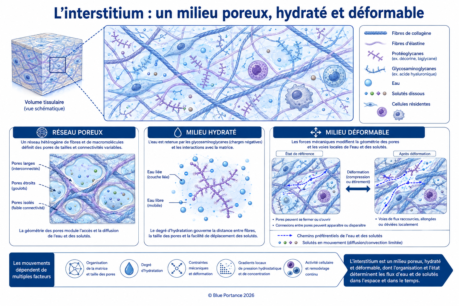 Interstitium poreux composé d'une matrice hydratée, de liquide et de cellules, soumis à des déformations locales.