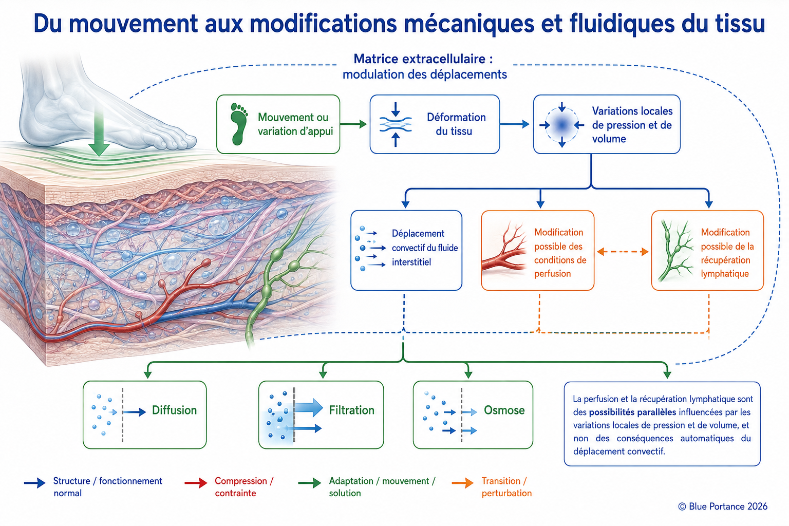 Relations entre mouvement, déformation tissulaire, pressions locales et déplacements de fluide.
