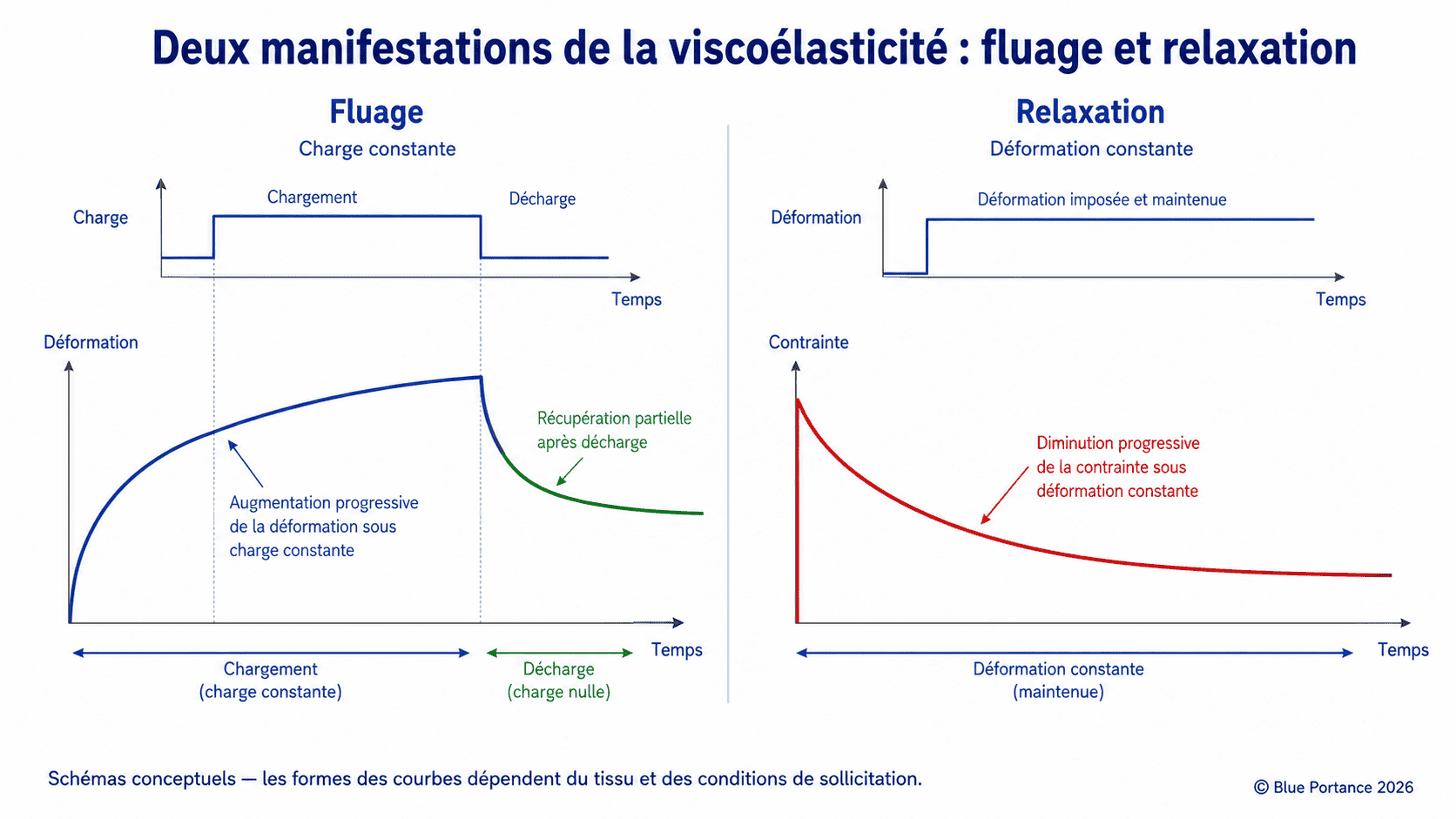 Graphiques conceptuels du fluage sous charge constante et de la relaxation sous déformation constante.
