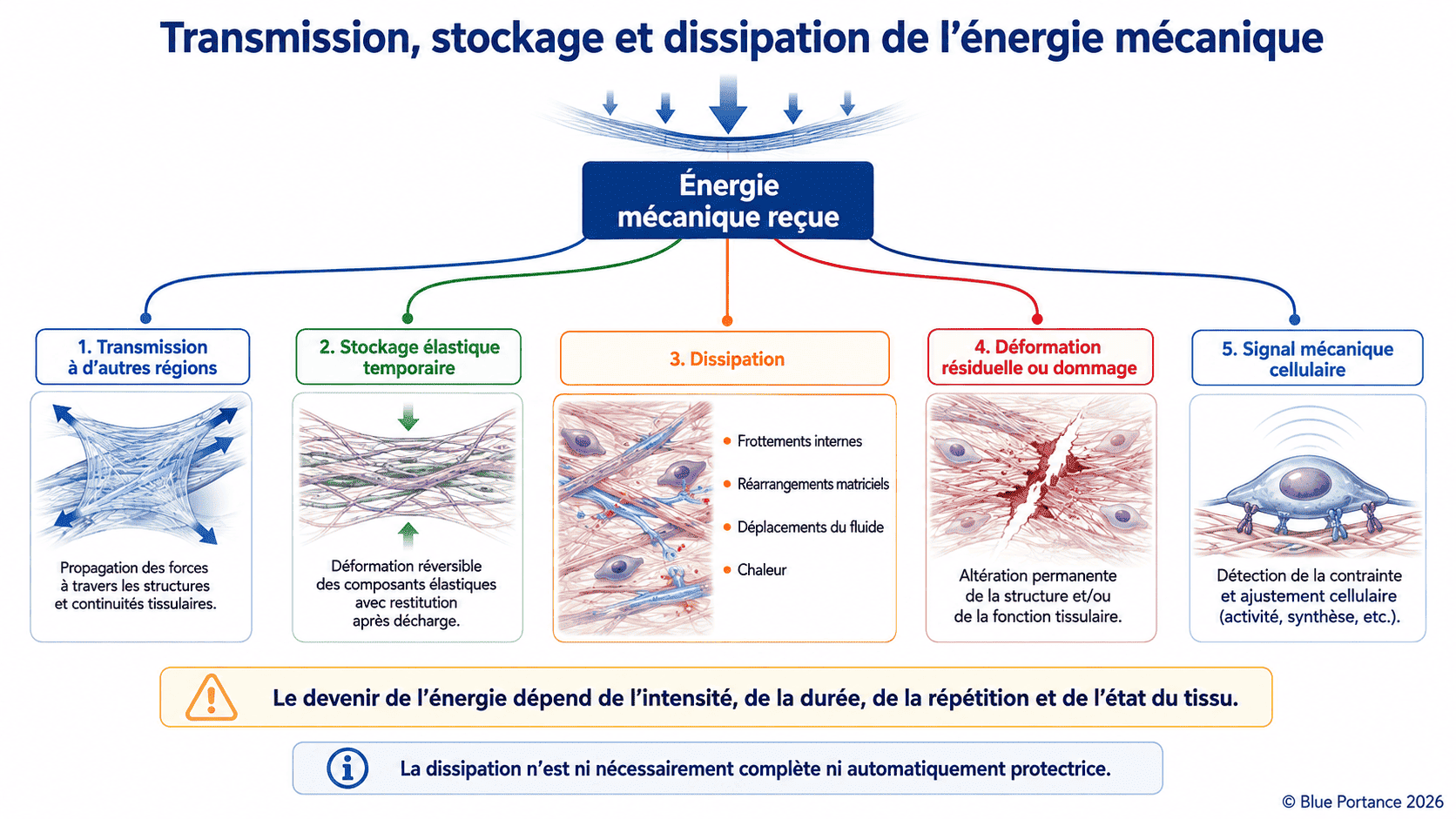 Devenir de l'énergie mécanique dans un tissu : transmission, stockage, dissipation et signal cellulaire.