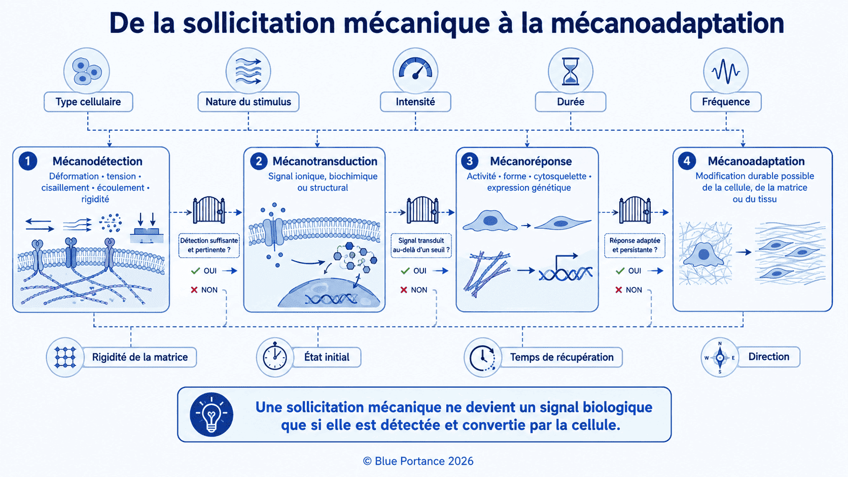 Quatre niveaux reliant sollicitation mécanique, mécanodétection, mécanotransduction, mécanoréponse et mécanoadaptation.