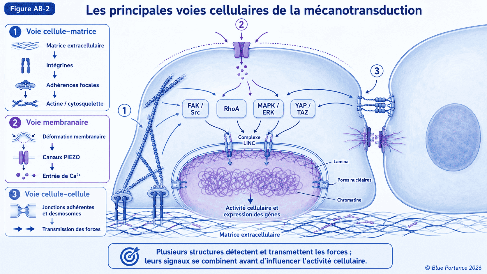 Cellule reliée à la matrice et aux cellules voisines par les intégrines, les canaux mécanosensibles et les jonctions.