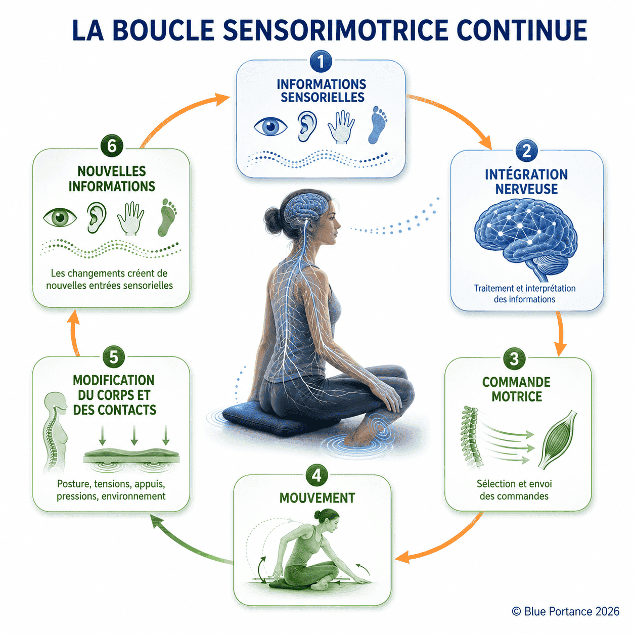 Boucle reliant informations sensorielles, intégration nerveuse, commande motrice, mouvement et renouvellement des informations.