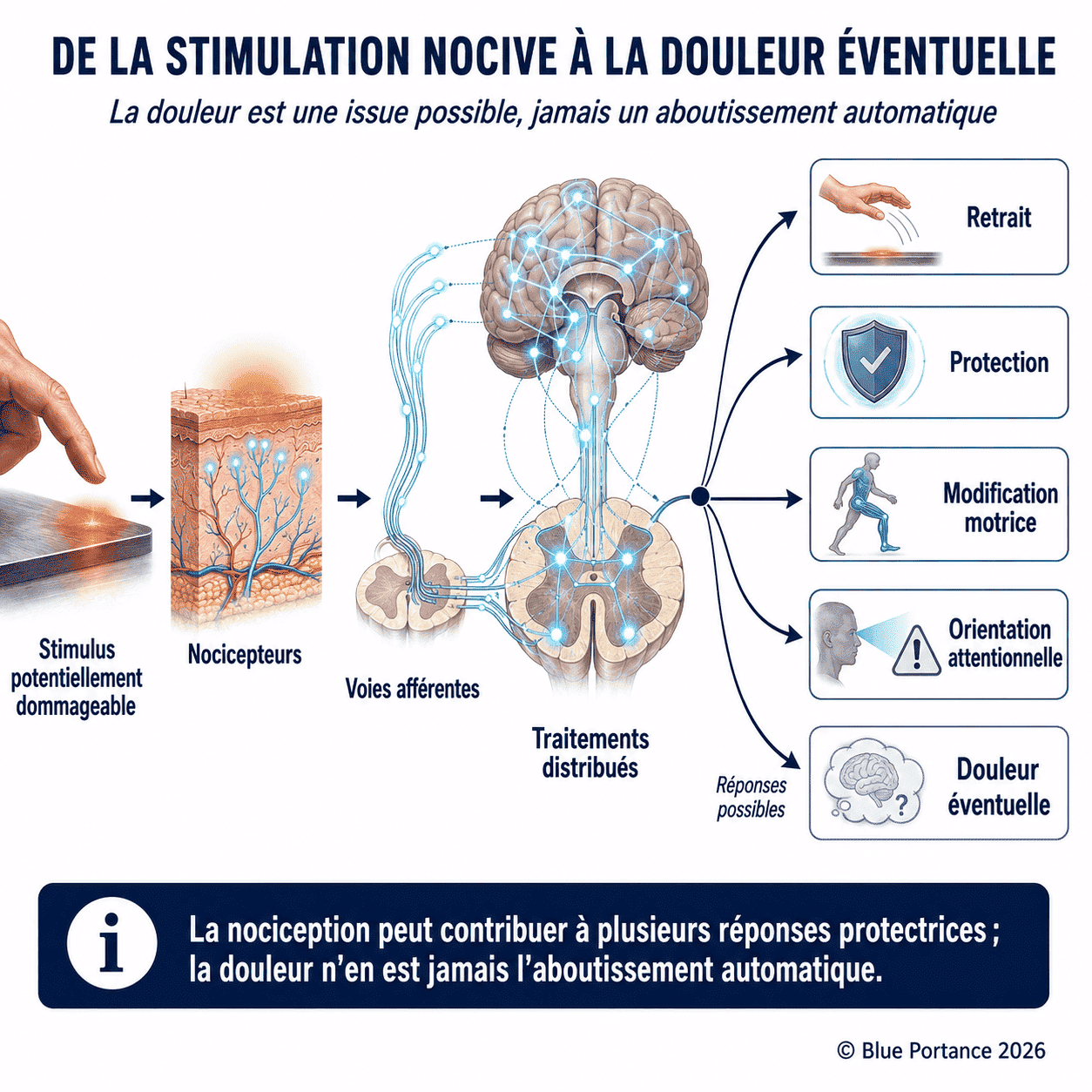 Stimulus potentiellement dommageable, nocicepteurs, voies afférentes, traitements distribués et plusieurs réponses possibles dont la douleur.