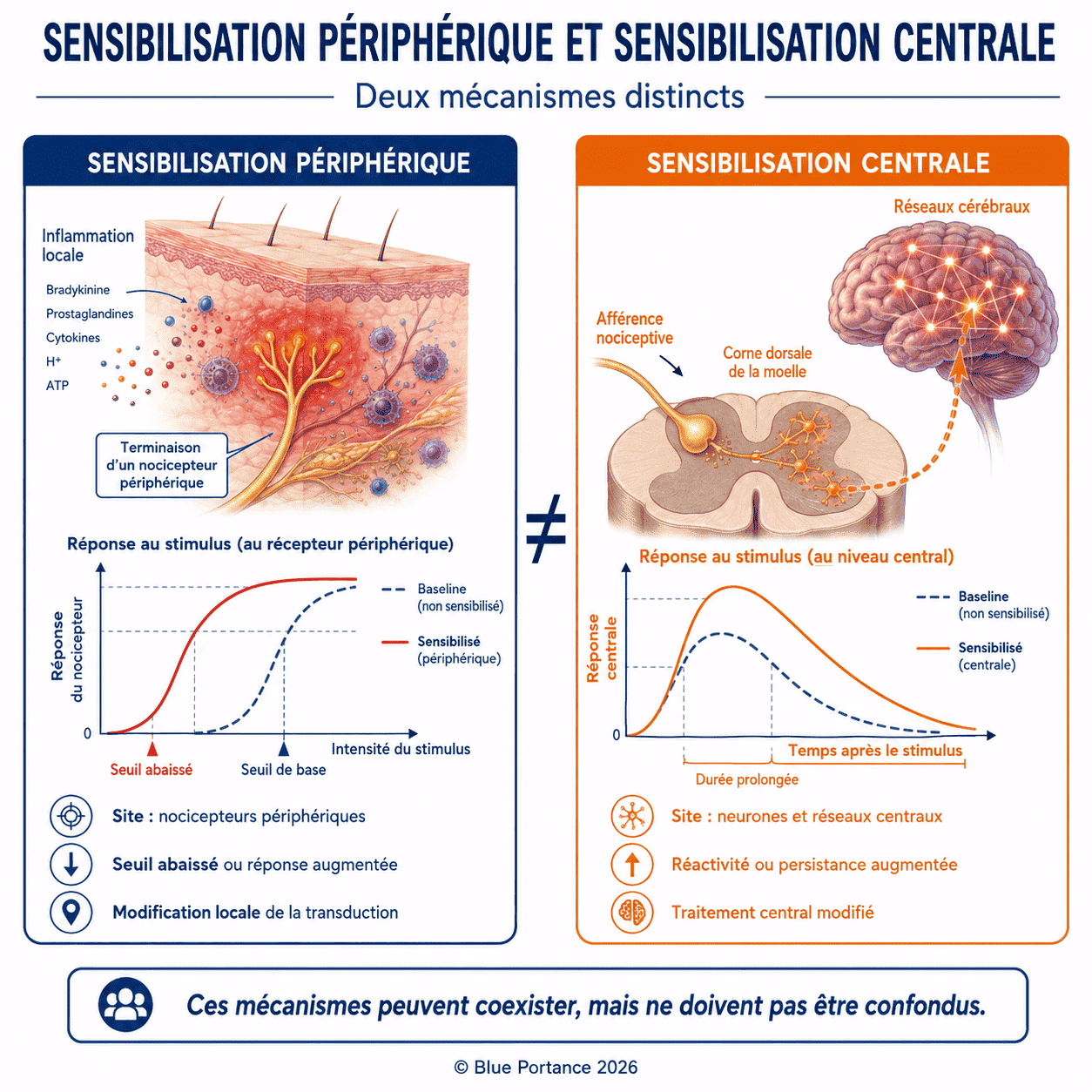 Comparaison entre sensibilité accrue des nocicepteurs périphériques et réactivité accrue des neurones centraux.