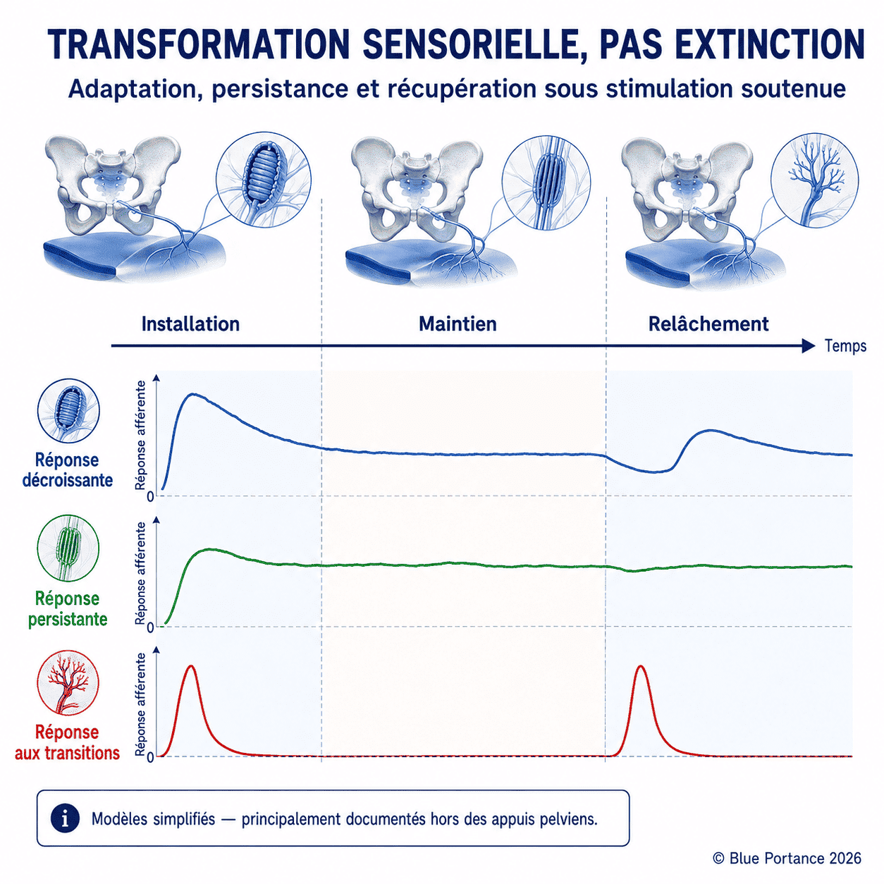 Courbes simplifiées montrant des réponses afférentes qui diminuent, persistent ou réapparaissent lors du relâchement après une stimulation soutenue.