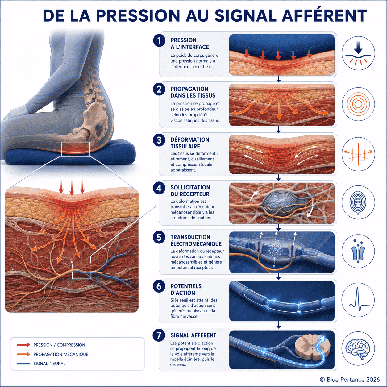 Chaîne allant de la pression à l'interface jusqu'au signal afférent par déformation tissulaire, activation du récepteur et transduction.