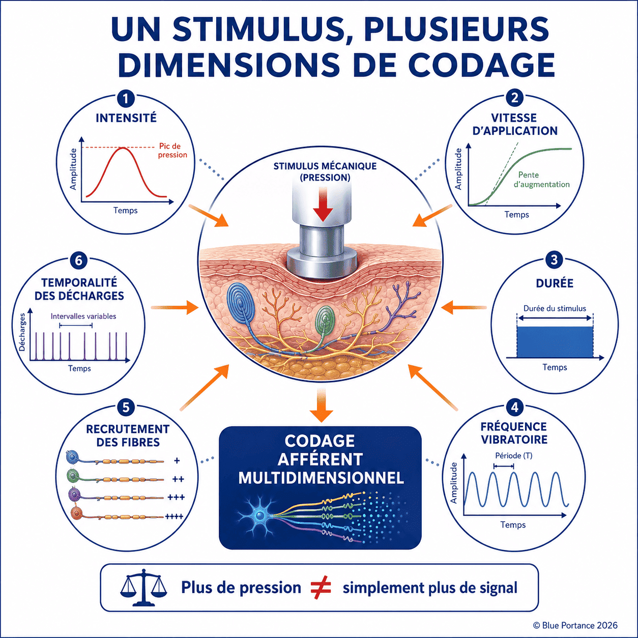 Dimensions d'un stimulus mécanique : intensité, vitesse d'application, durée, vibration, recrutement des fibres et temporalité des décharges.