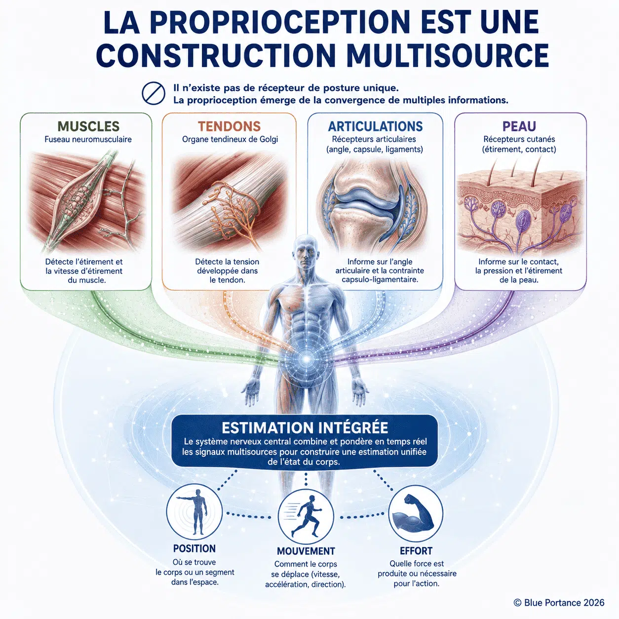 Muscles, tendons, articulations et peau convergent vers l'estimation de la position, du mouvement et de l'effort.