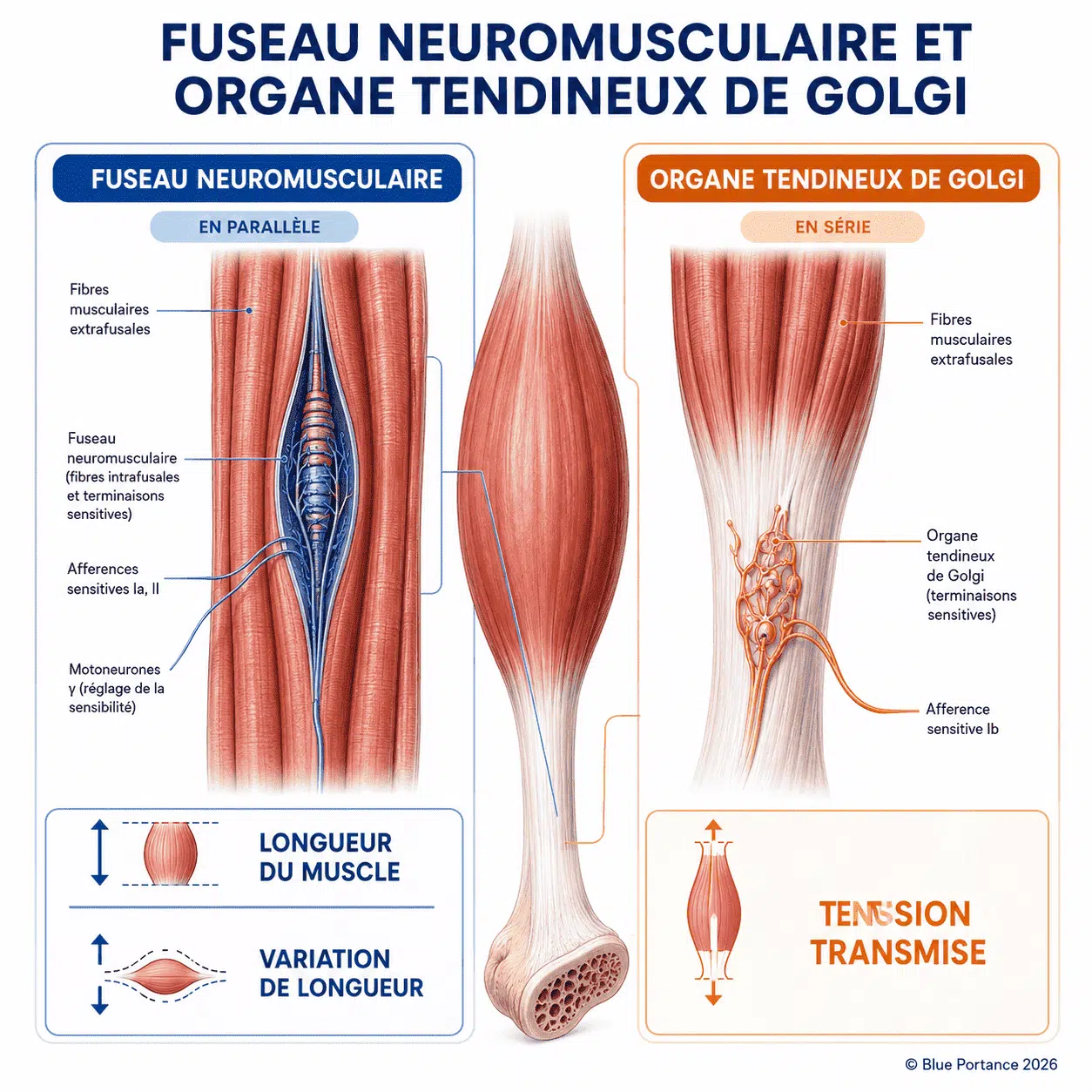 Fuseau placé en parallèle dans le muscle et organe tendineux de Golgi placé en série dans le tendon.