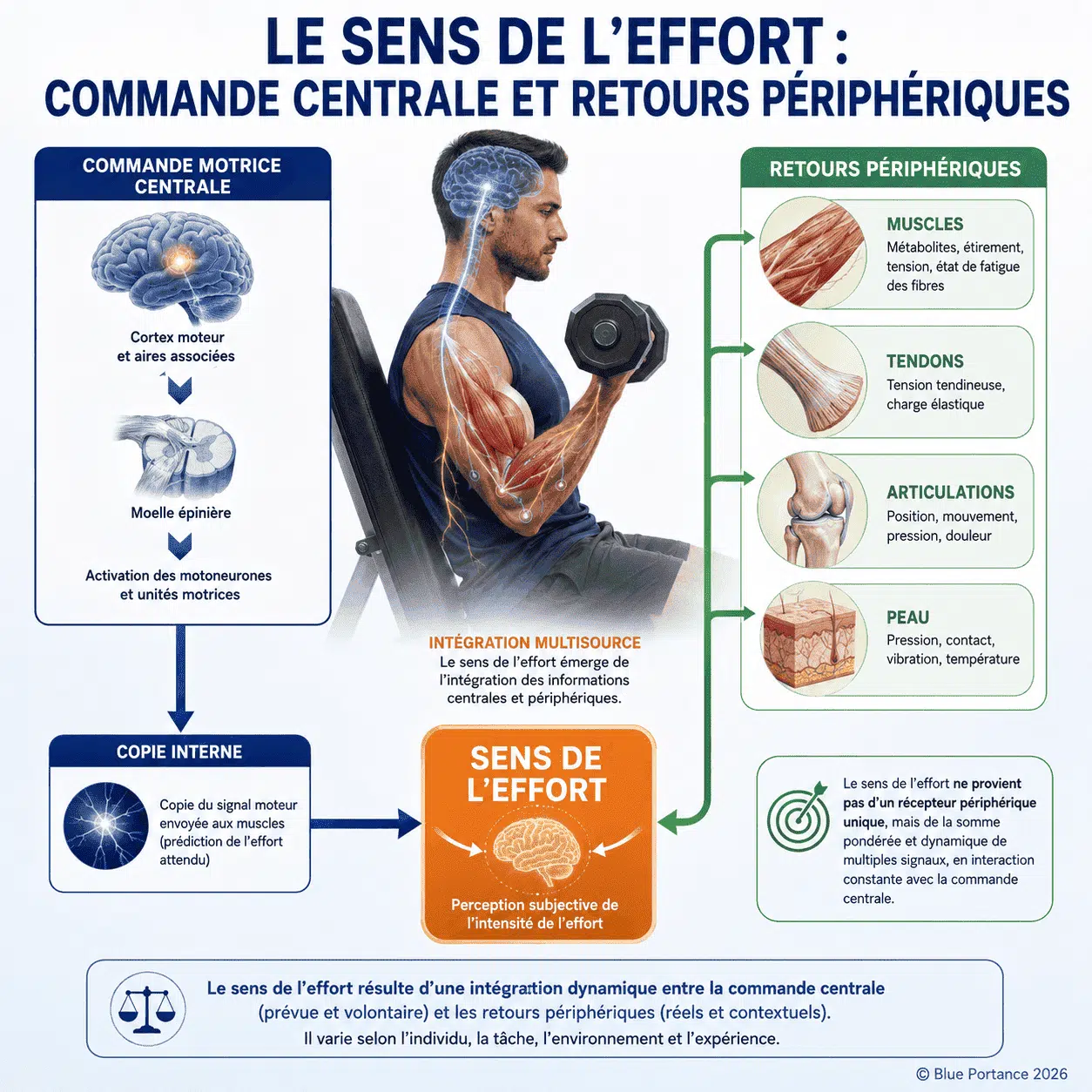 Commande motrice, copie centrale et retours sensoriels périphériques convergent vers le sens de l'effort.