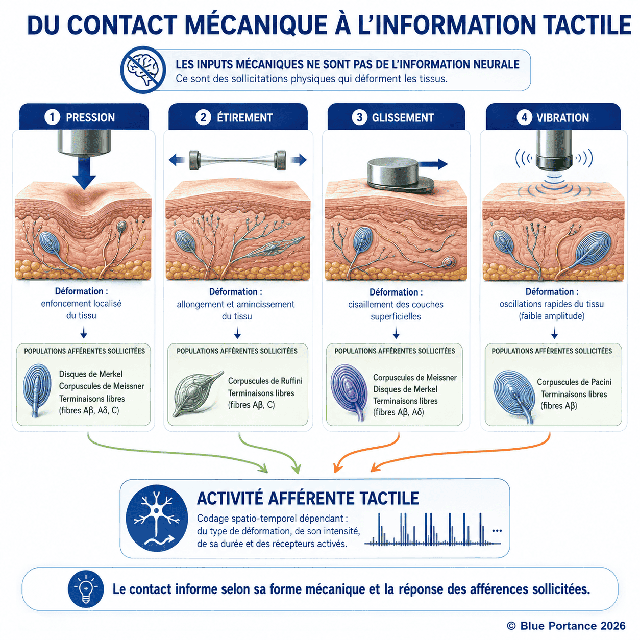 Pression, étirement, glissement et vibration sollicitent différentes populations d'afférences cutanées.