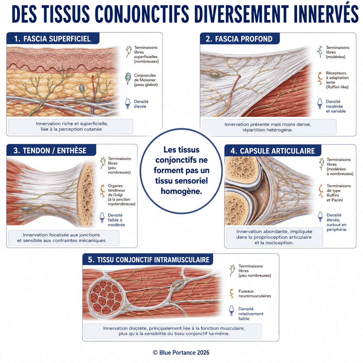 Plusieurs tissus conjonctifs présentent des localisations et densités d'innervation différentes.